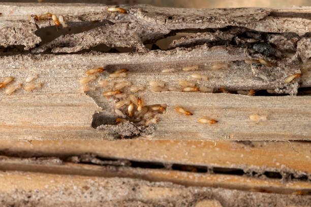 Reliable East Cleveland, OH Pest Control Solutions